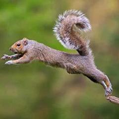 Slo-mo Squirrel - SCP Inc.